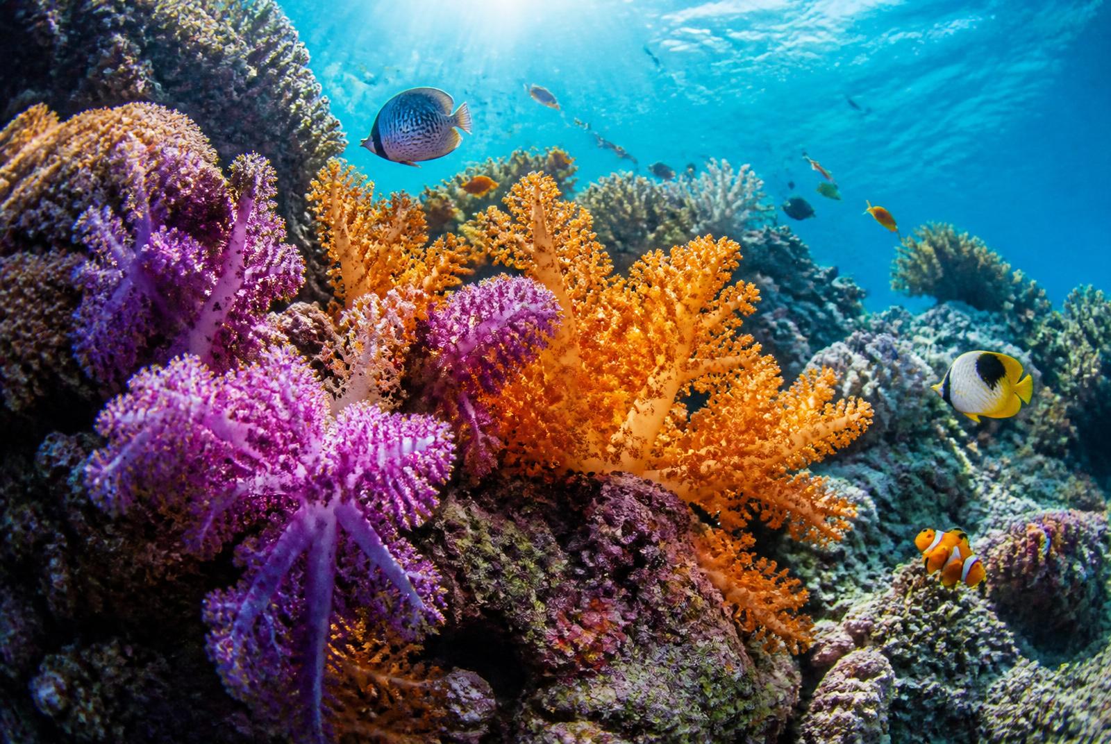 Vibrant orange and purple soft corals with tropical fish in clear blue waters