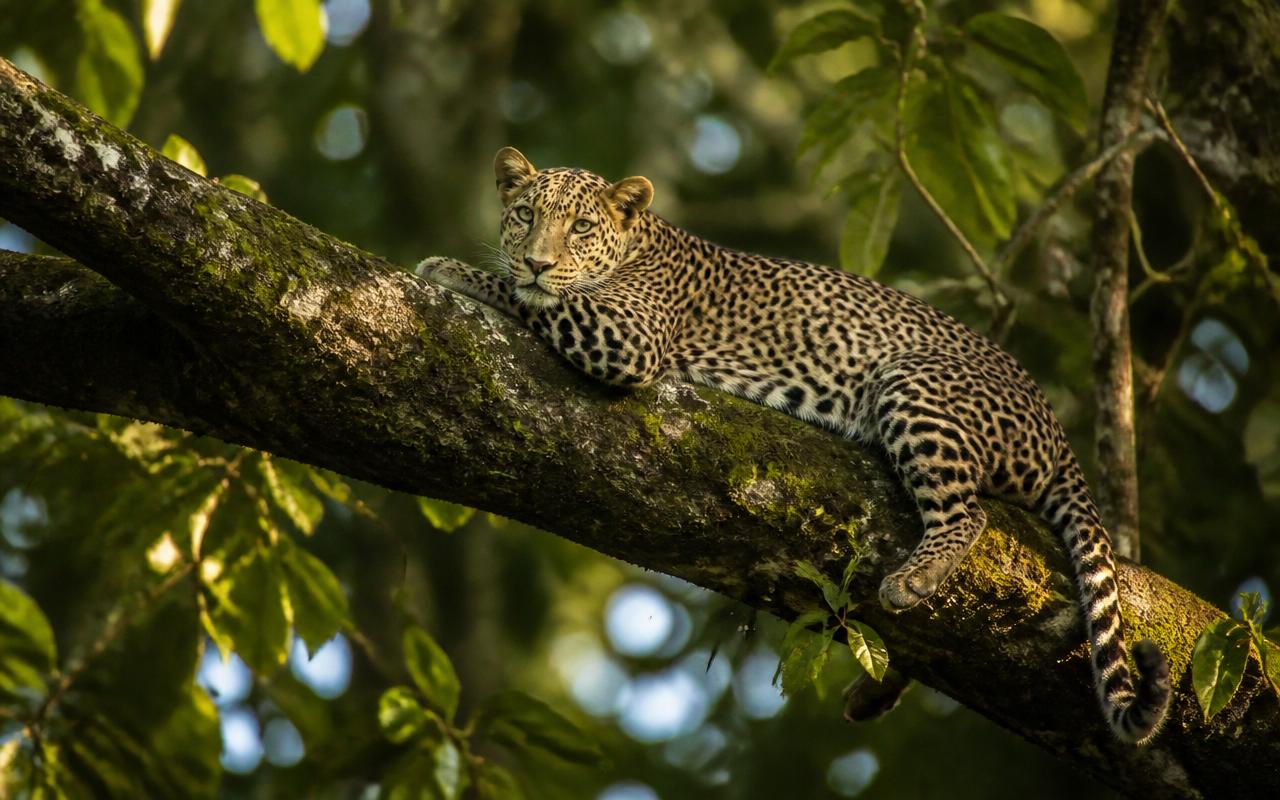 Leopard resting on a mossy tree branch in Bhadra Wildlife Sanctuary