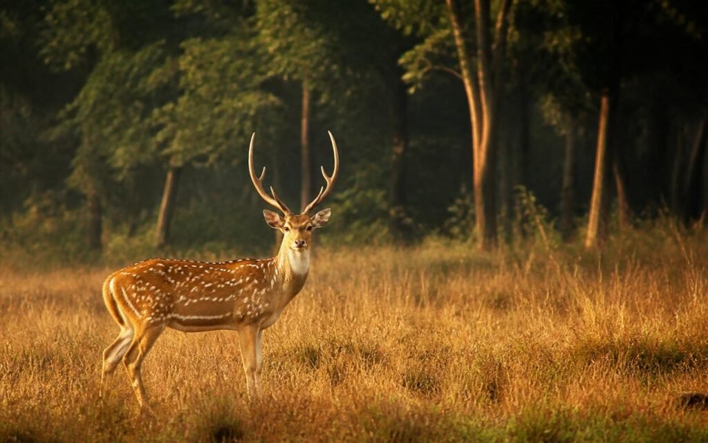 Misty golden-hour landscape of Bandipur National Park with silhouettes of deer and elephants in a sunlit clearing