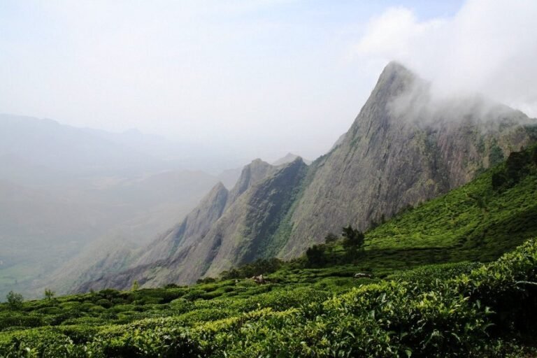 Rolling tea-covered hills rising into misty peaks