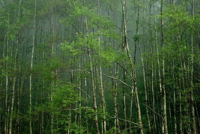 A dense grove of tall green bamboo